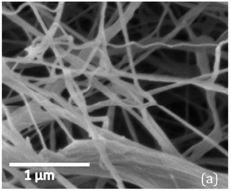 Small angle X-ray study of cellulose macromolecules produced by tunicates and bacteria