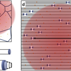 Chirality-independent characteristic crystal length in carbon nanotube textiles measured by Raman spectroscopy