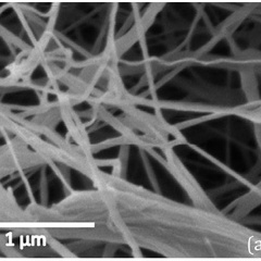 Small angle X-ray study of cellulose macromolecules produced by tunicates and bacteria