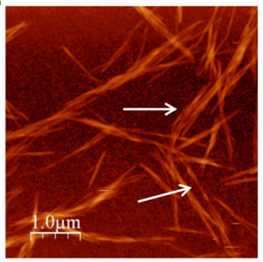 AFM image of nanowhiskers Origin of chiral interactions in cellulose supra-molecular microfibrils
